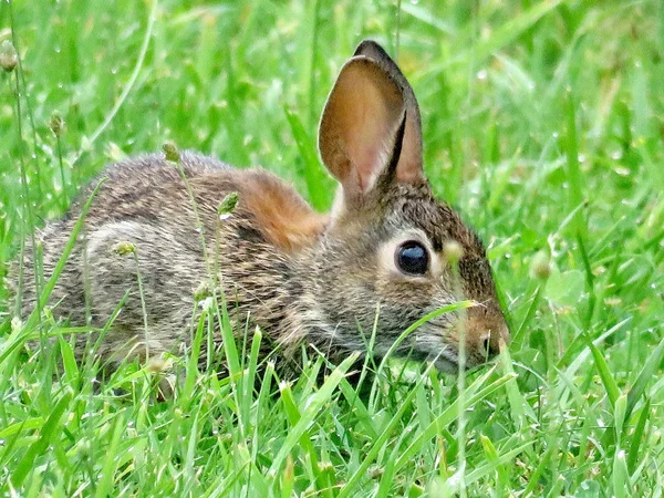 Thornhill the eastern cottontail rabbit isolated 2017 — Stock Photo, Image