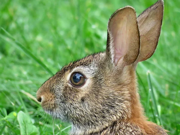 Thornhill portrait of eastern cottontail rabbit 2017 — Stock Photo, Image
