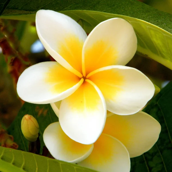 Ou flor branca de Yehuda Frangipani 2010 — Fotografia de Stock