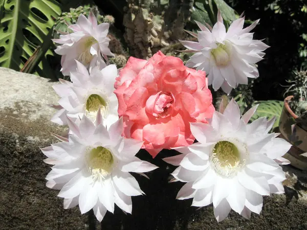 O Yehuda Rose y Flores de Cactus en una cerca 2007 — Foto de Stock