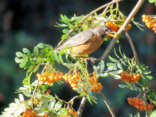 Thornhill american rotkehlchen auf einem Vogelbeerbaum 2017 — Stockfoto