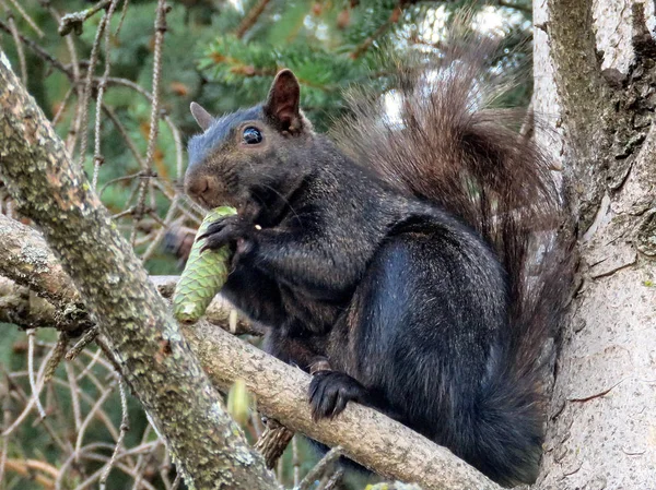 Thornhill fekete mókus egy fán 2017 — Stock Fotó