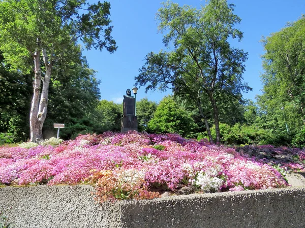 İzlanda flowerbed Bahçe 2017 yılında — Stok fotoğraf