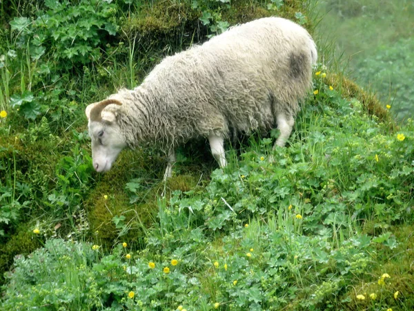 Owce w Islandii 2017 — Zdjęcie stockowe