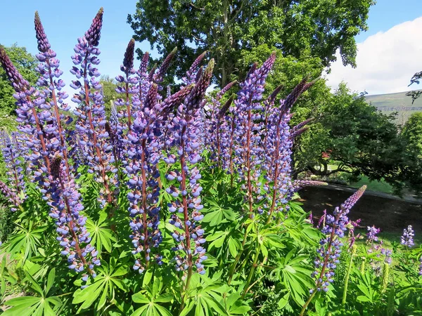 IJsland lupine bloemen 2017 Stockfoto