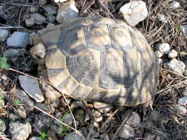 Σιοχαμ χελώνα ανάμεσα στα βράχια 2012 — Φωτογραφία Αρχείου