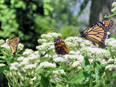  Toronto Gölü Monarch kelebek ve kırmızı Amiral 2017