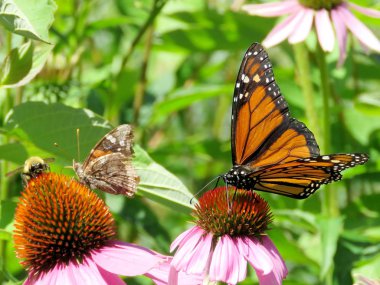 Toronto Gölü Junonia coenia ve Monarch kelebek 2017