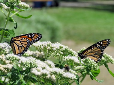 Toronto Gölü Monarch Kelebek beyaz çiçek 2017