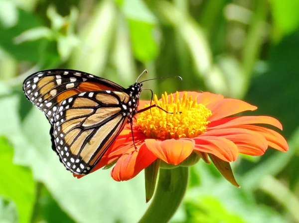 Toronto Lake Monarch butterfly on a red flower 2017 — Stock Photo, Image