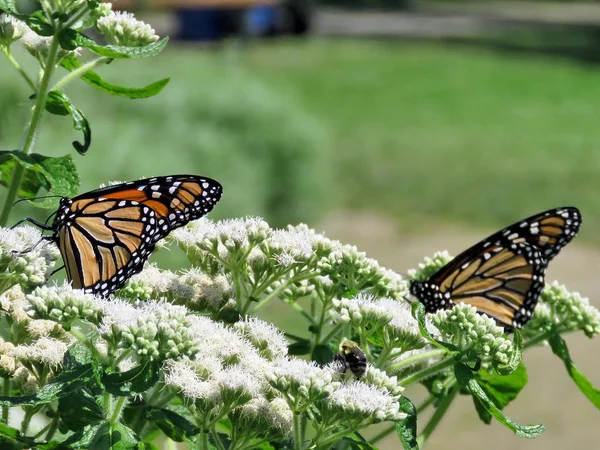 Toronto Gölü Monarch Kelebek beyaz çiçek 2017