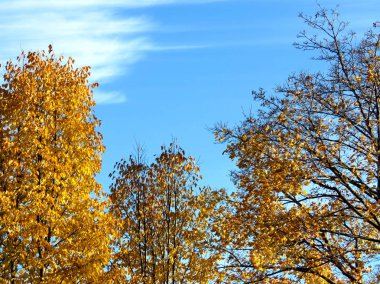 Toronto sonbahar ağaçlar 2016 