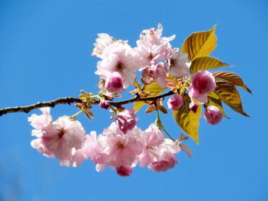 McLean Sakura şube 2016 