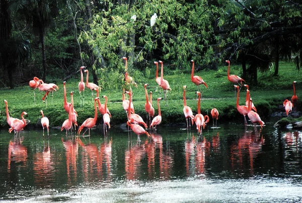 New orleans een kudde van flamingo 2002 — Stockfoto