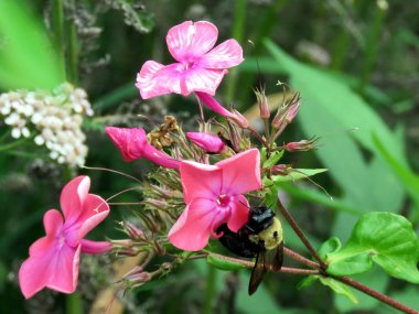 Toronto High Park Bumblebee üzerinde bir pembe çiçek 2017