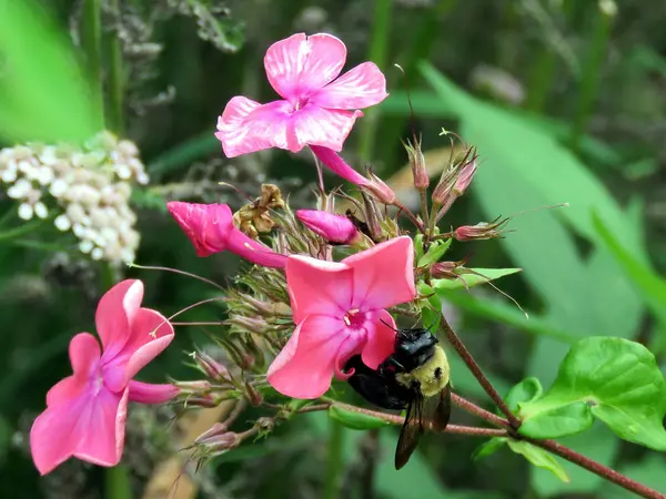 Toronto High Park Bumblebee üzerinde bir pembe çiçek 2017