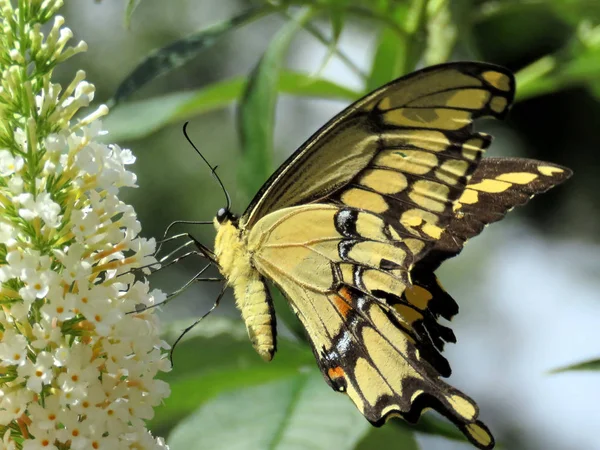 Beyaz bir çiçek üzerinde Toronto High Park Doğu Tiger Swallowtail 20 — Stok fotoğraf