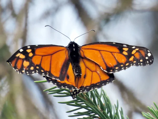 Toronto High Park Monarch Butterfly on a spruce 2017 — Stock Photo, Image