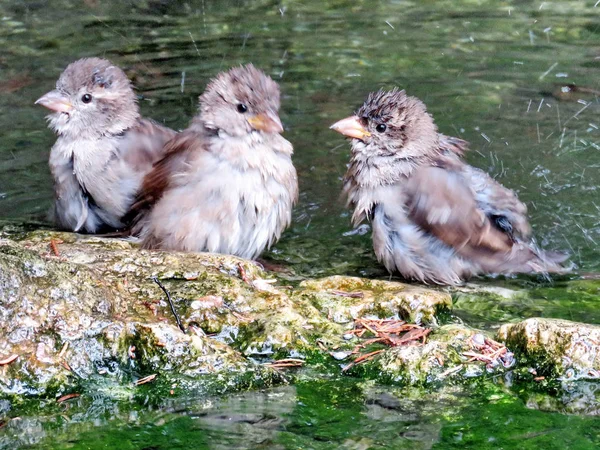 Toronto High Park sparrows 2017 — Stock Photo, Image