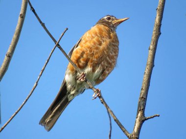  Thornhill Amerikan Robin 2017