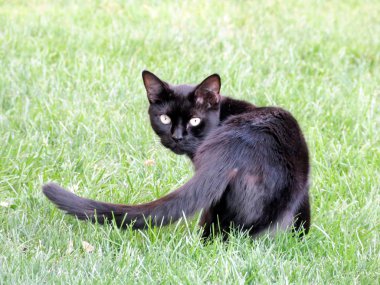 Thornhill siyah kedi 2017