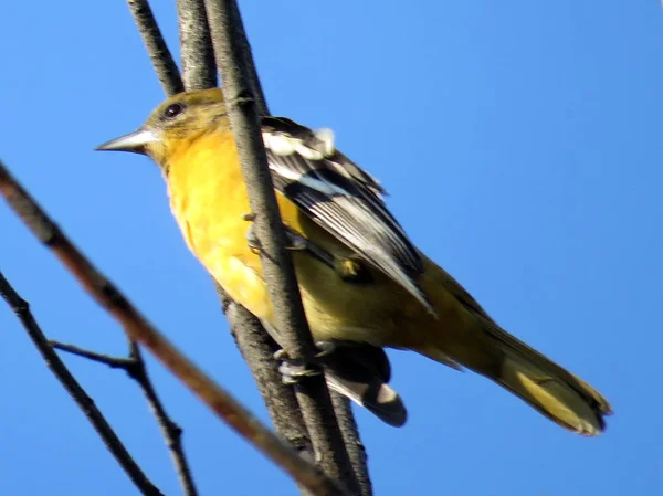 Thornhill Amerikan Goldfinch 2017 — Stok fotoğraf