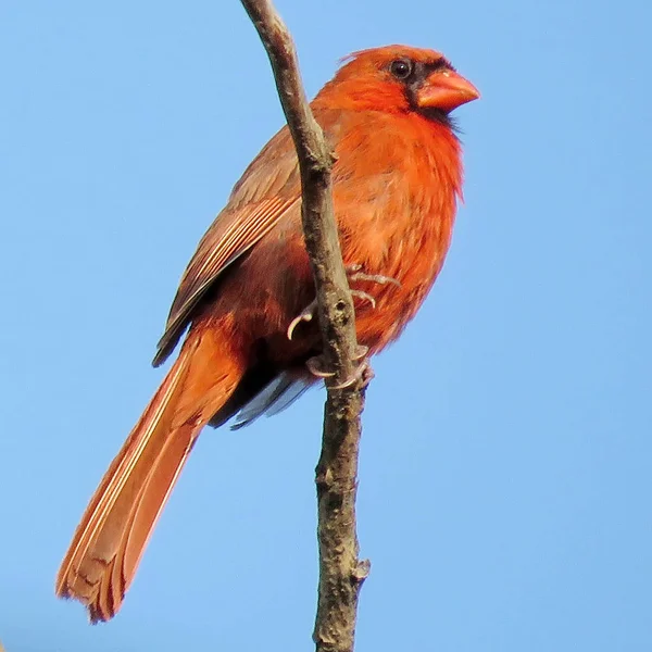 Thornhill Red Cardinal Ağustos 2017 — Stok fotoğraf