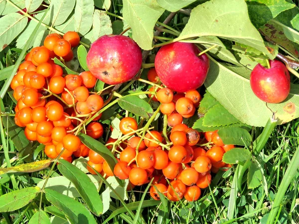 ソーンヒル rowanberry とリンゴ 2017 — ストック写真