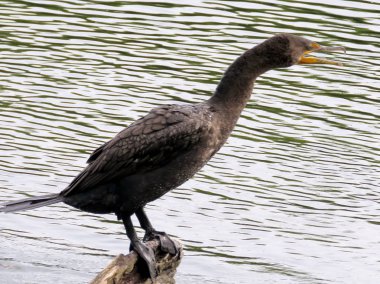 Toronto Gölü karabatak 2017 bağırır 