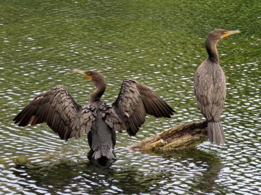 Toronto Gölü iki karabatak 2017 