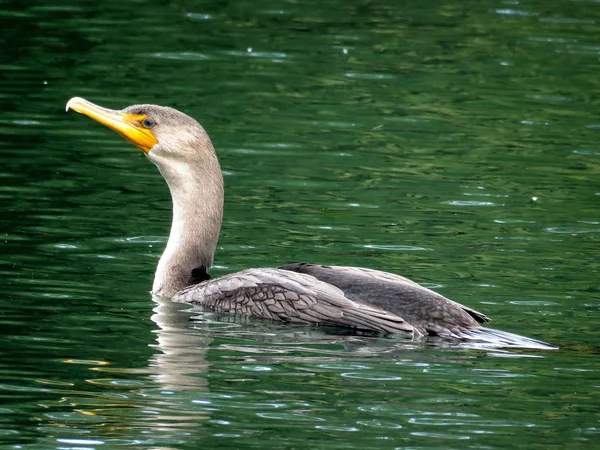 Toronto Lake cormorant natação 2017 — Fotografia de Stock