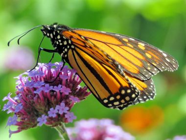 Toronto Gölü Monarch Kelebek Mor çiçek 2017