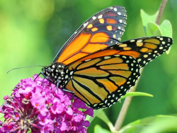 Toronto Lake Monarch farfalla e fiore 2017 — Foto Stock
