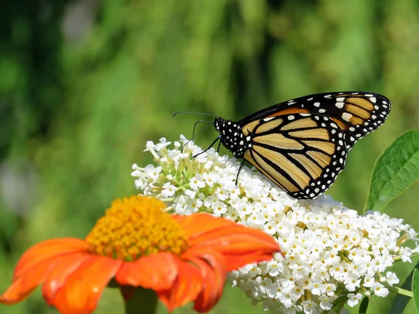 Toronto Lake Monarch mariposa y flores 2017 —  Fotos de Stock