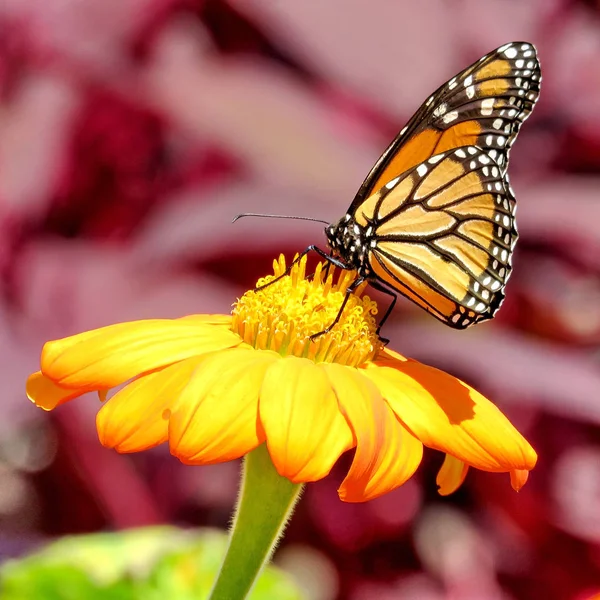 Toronto Lake Monarch Schmetterling auf einer Blume 2017 — Stockfoto