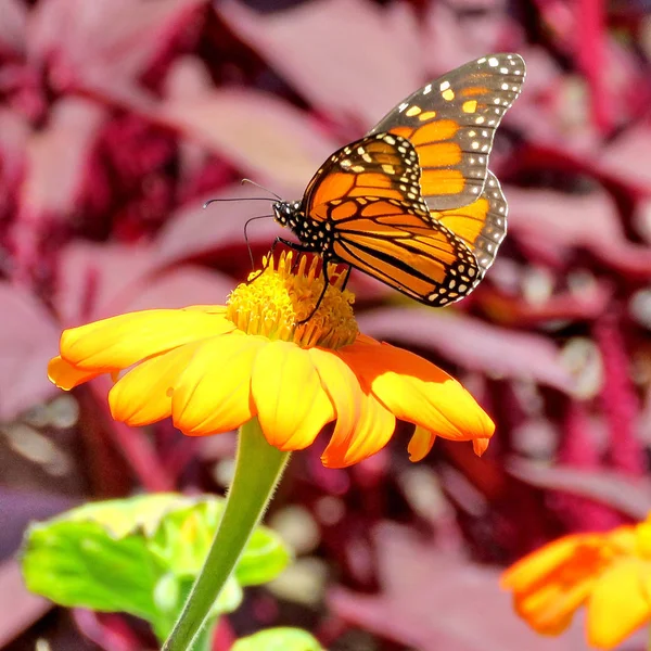 Toronto Lake Monarch Schmetterling auf einer gelben Blume 2017 — Stockfoto