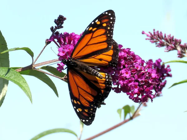  Toronto Gölü Monarch Kelebek çiçek 2017