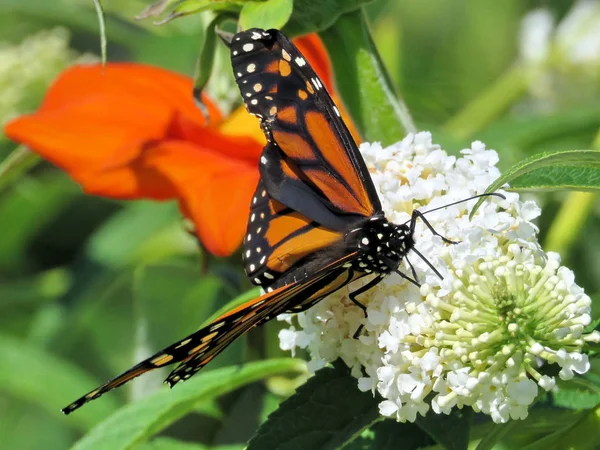 Toronto Lake Monarch farfalla sul fiore bianco 2017 — Foto Stock