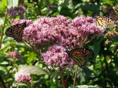 Toronto Gölü üç Monarch kelebek çiçek 2017 
