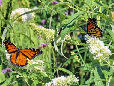 Toronto Gölü Monarch Kelebek üzerinde beyaz çiçekler 2017