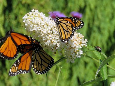 2017 Toronto Gölü üç Monarch Kelebek üzerinde beyaz bir çiçek