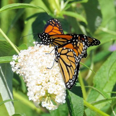  Toronto Gölü iki Monarch Kelebek ve beyaz çiçek 2017