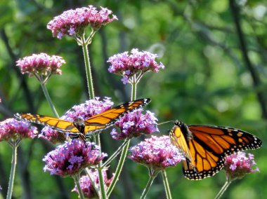 Toronto Gölü iki Monarch Kelebek çiçek 2017