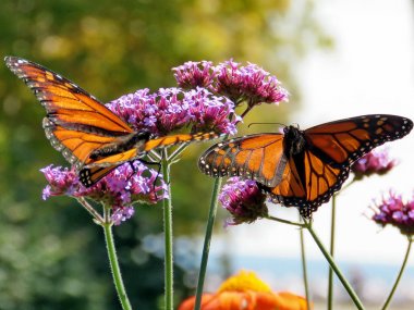  Toronto Gölü iki Monarch Kelebek mor çiçekler 2017 üzerinde