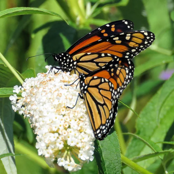 Toronto Lake Monarch farfalle e fiori bianchi 2017 — Foto Stock