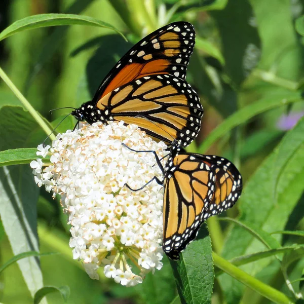 Toronto Lake dos mariposas monarca 2017 —  Fotos de Stock