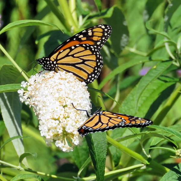 2017 Toronto Gölü iki Monarch Kelebek beyaz çiçek