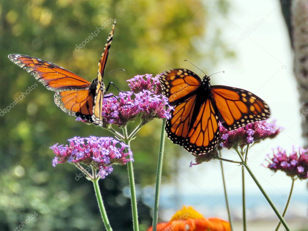 Toronto Lake two Monarch butterflies on a purple flower 2017