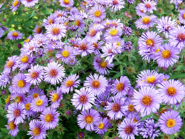 Thornhill purple daisies 2017 — Stock Photo, Image