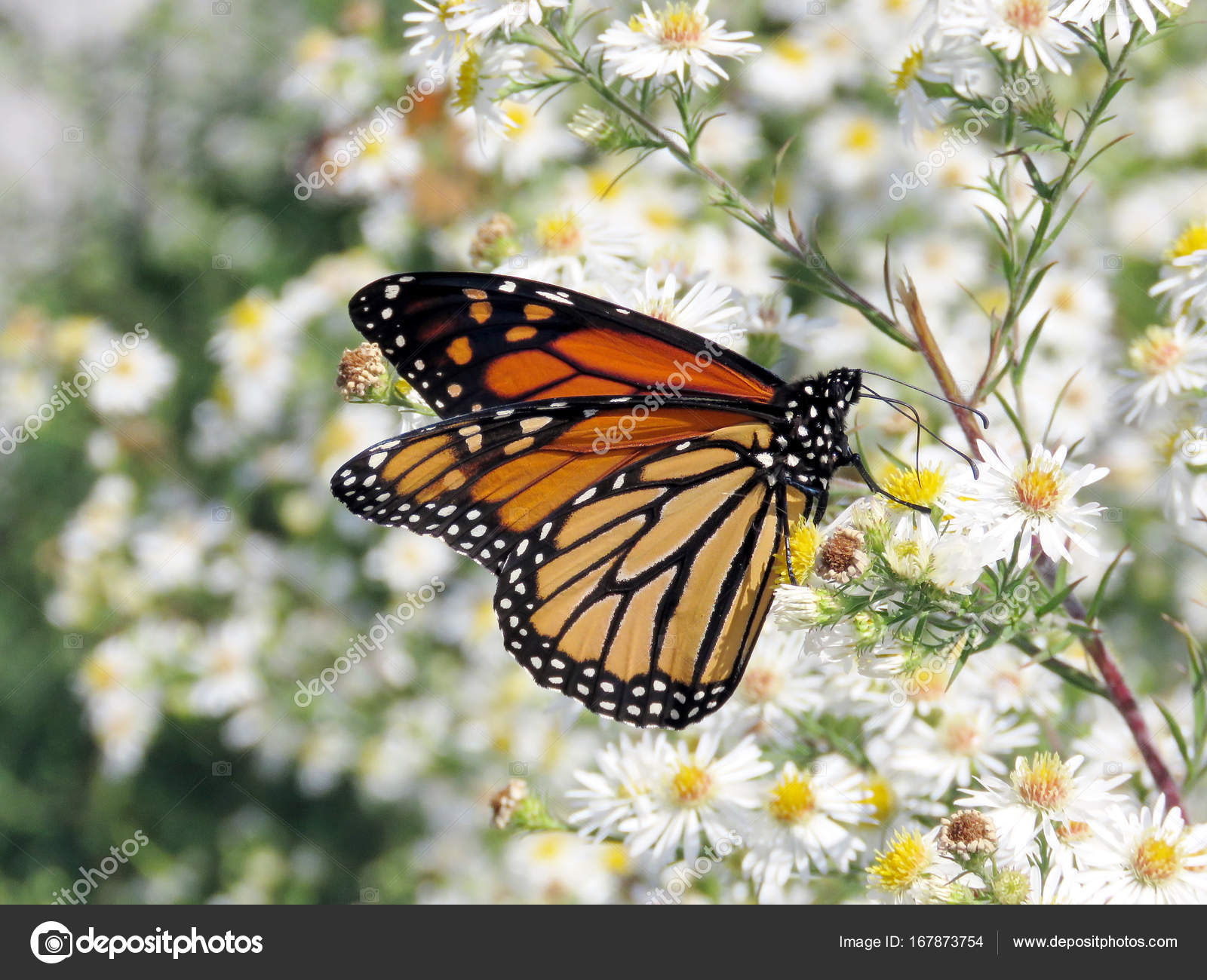 トロント湖白のモナーク蝶花 17 ストック写真 C Emkaplin トロント湖白のモナーク蝶花 17 ストック写真 C Emkaplin